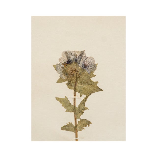 Antique Swedish Herbarium - Black Henbane, circa 1911