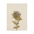 Antique Swedish Herbarium - Black Henbane, circa 1911