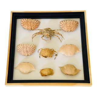 1970s Natures Beauty Crab Shells Collection For Sale