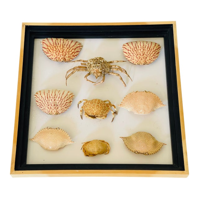 1970s Natures Beauty Crab Shells Collection For Sale