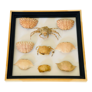 1970s Natures Beauty Crab Shells Collection