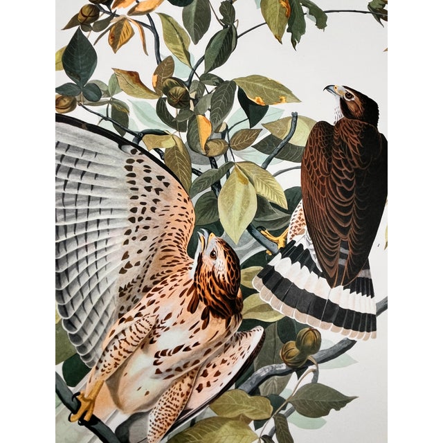 John James Audubon 1964 Audubon Folio Lithograph Great Bird Paintings – “Broad Wing Hawk” 17x14 For Sale - Image 4 of 6