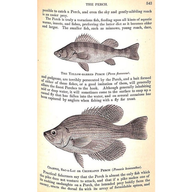 White "Popular Natural History" Wood, Rev. J. G. M. A. For Sale - Image 8 of 12