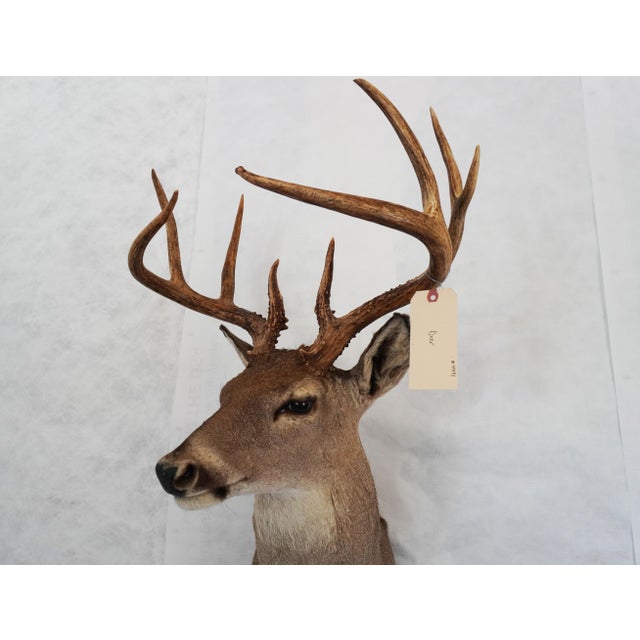 Animal Skin Whitetail Deer 9 Point Mount Head and Bust For Sale - Image 7 of 18