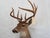 Animal Skin Whitetail Deer 9 Point Mount Head and Bust For Sale - Image 7 of 18