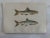 Discover the beauty of 19th-century British ichthyology with this pair of original fish plate wood block engravings from...