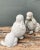 Vintage Cement Poodle Sculptures - A Pair For Sale - Image 4 of 12