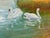 Realism Swans on a River with Wild Flowers in the English Countryside by British Artist 1980 Circa For Sale - Image 3 of 18