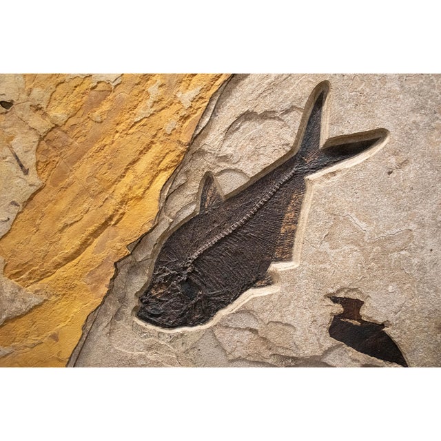 Contemporary Fossil Fish Mural 7723cm For Sale - Image 3 of 4