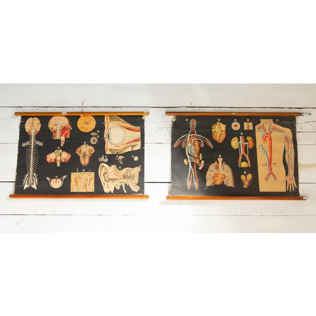 Human Anatomy Charts from Allardi Publisher, 1950s, Set of 2 For Sale - Image 14 of 14