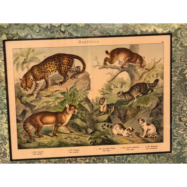 Set of Nine Gotthilf Von Schubert Natural History Chromolithographs For Sale - Image 17 of 17
