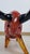 Elio Schiavon, Bull Model, 1980s, Murano Glass For Sale - Image 10 of 18