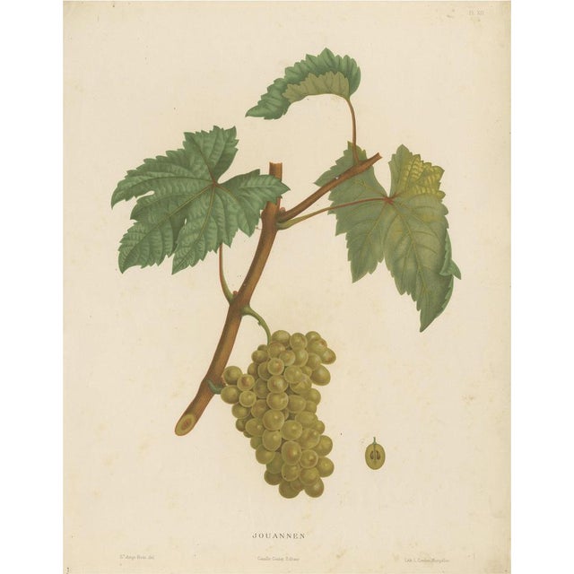 Late 19th Century Jouannen Grape Variety, 1890, Paper For Sale - Image 5 of 5