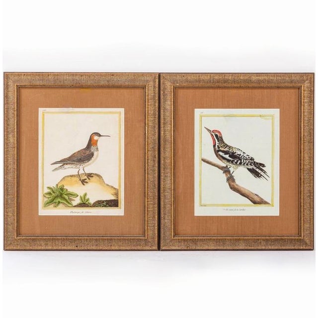 Birds: Antique Copperplate Engravings of by François Martinet - Set of Four For Sale - Image 4 of 14