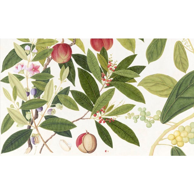 Tropical botanical illustrations, beautifully reproduced as giclée prints using archival inks on imported English cotton...