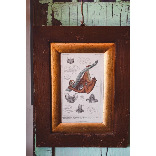 Buffon, Bat and Bison, 1820, Prints, Set of 2 For Sale - Image 9 of 9