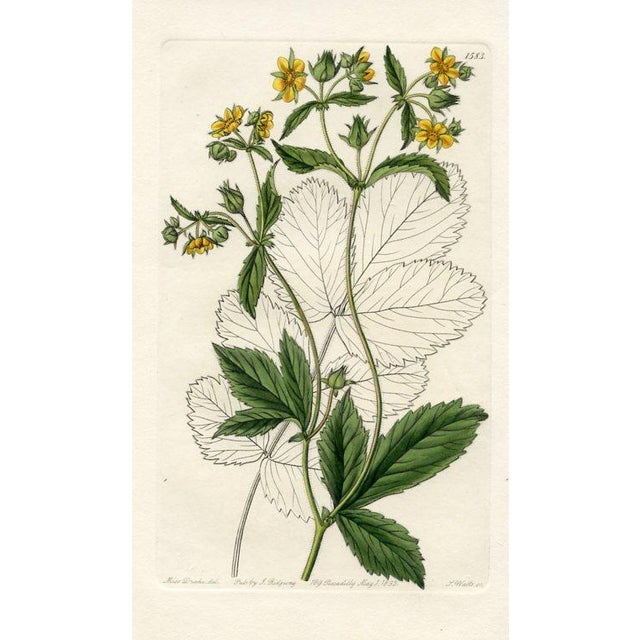 Original early-1800s hand colored engraving that appeared in "The Botanical Register", a British horticultural journal...