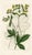 Original early-1800s hand colored engraving that appeared in "The Botanical Register", a British horticultural journal...