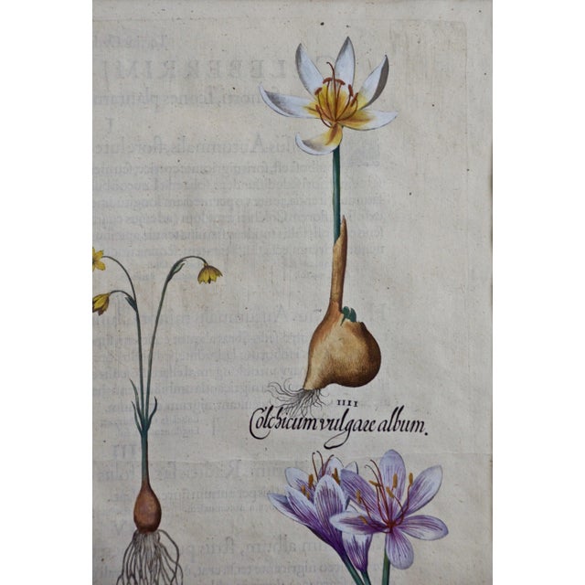 Autumn Snowflake and Meadow Saffron Flowers: A 17th C. Botanical Engraving by Basilius Besler Besler, 1613 For Sale - Image 4 of 6