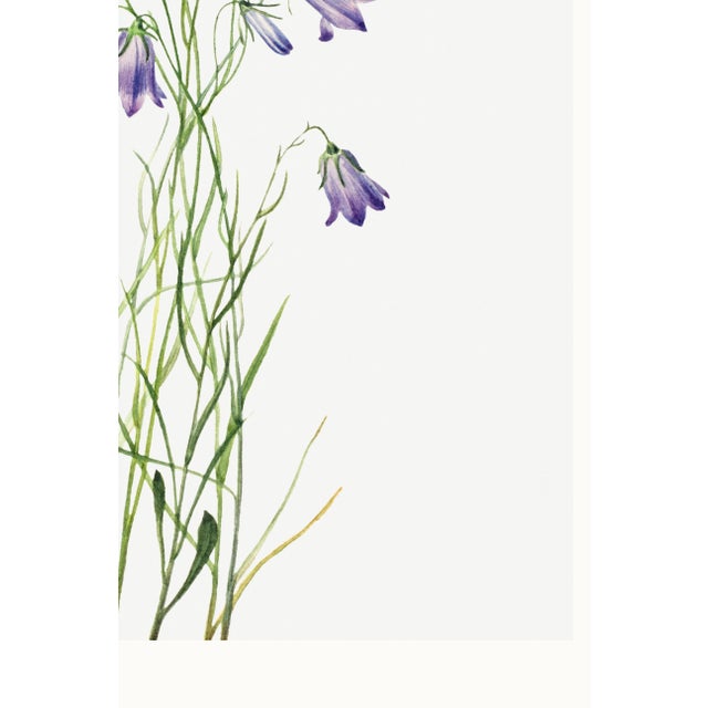 Harebell, Vintage Botanical Art Print Reproduction by Mary Vaux Walcott, 20″ × 30″ For Sale - Image 10 of 10