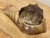 Vintage Mid-Century Modern Brass Conch Shell Planter For Sale In Kansas City - Image 6 of 6