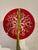 Kim Seybert Kim Seybert Melamine Coral Salad Plates - Set of 6 For Sale - Image 4 of 5
