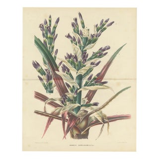 L. Stroobant, Bromelia Commeliniana, Flowering Bromeliad, 1859, Chromolithograph For Sale