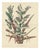 L. Stroobant, Bromelia Commeliniana, Flowering Bromeliad, 1859, Chromolithograph For Sale
