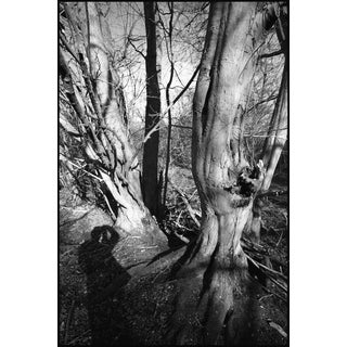 Paul Cooklin, Shadow Selfie, Photograph For Sale