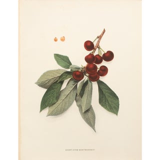1900s U. P. Hedrick, Original Antique Photogravure of Montmorency Cherries For Sale