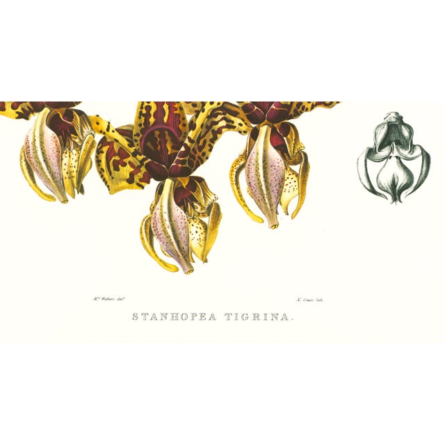 Realism Large 1973 Orchid Flower Lithograph "Stanhopea Tigrina" (Tiger-Like Stanhopea) After James Bateman For Sale - Image 3 of 7