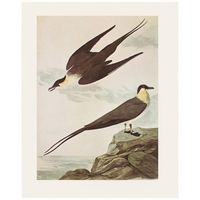 1966 Vintage Farmhouse Cottage Print "Long-Tailed Jaeger" After John James Audubon For Sale In Dallas - Image 6 of 8