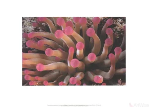 Leni Riefenstahl "Tentacles of Giant Anemone Stoichactis" 2002 Poster