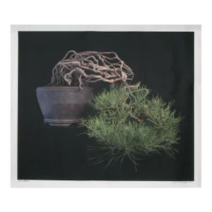 Pine Bonsai, Jonathan Singer, Photography