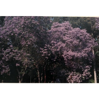 Spring Landscape Color Photograph Garo For Sale