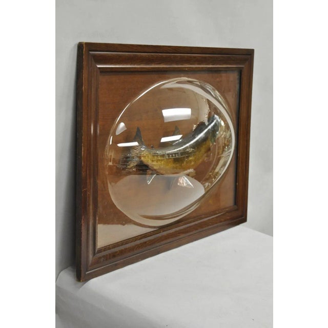 Antique Victorian Taxidermy Spotted Trout Framed in Large Convex Bubble Glass For Sale - Image 11 of 12