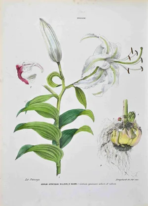 Vincenzo Tenore, The Lilies, Lithograph, 1870s
