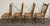 Vintage Spindle Back Caned Seat Solid Oak Dining Chairs For Sale - Image 9 of 12