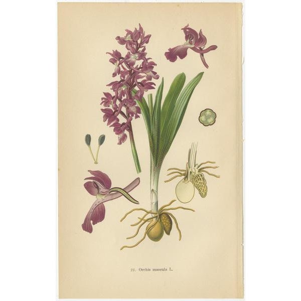 1900 - 1909 Aeg, German Meadow Orchids, 1904, Set of 4 For Sale - Image 5 of 6