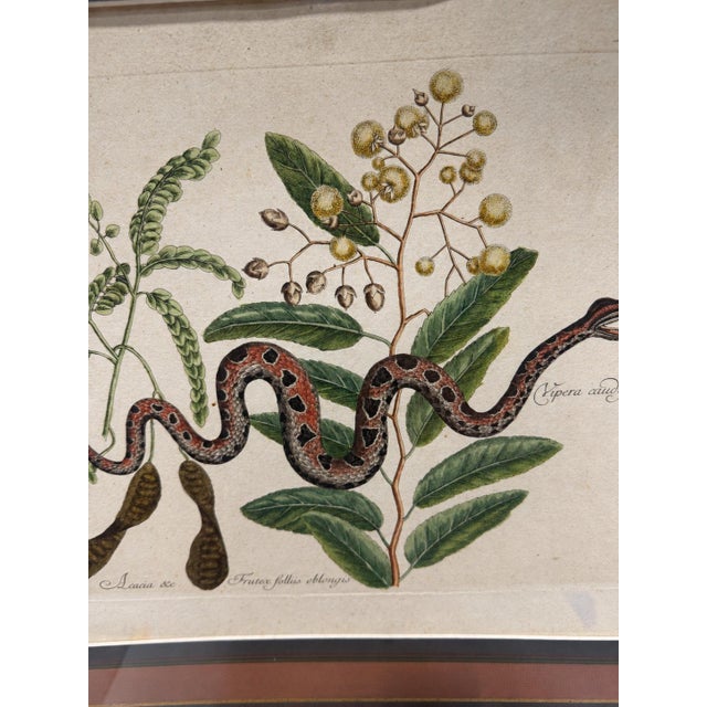 Brown Mark Catesby, the Small Rattle-Snake, Plate 42 - 18th C 'Vipera Caudisona Minor' For Sale - Image 8 of 9