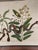 Brown Mark Catesby, the Small Rattle-Snake, Plate 42 - 18th C 'Vipera Caudisona Minor' For Sale - Image 8 of 9