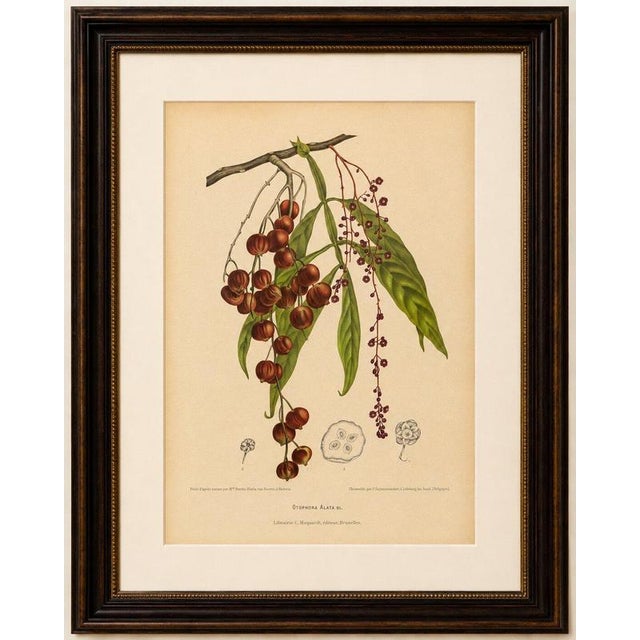 Original Antique Winged Lychee Botanical Print by Hoola van Nooten, c.1880 An original antique botanical chromolithograph...