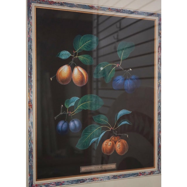 Pair of Fruit Prints by George Brookshaw For Sale - Image 4 of 14