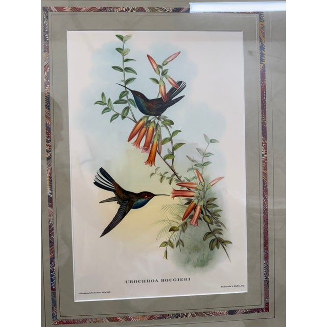 Original Circa 1850 John Gould “Urochroa Bougieri” Hand-Colored Hummingbird Lithograph For Sale - Image 4 of 8