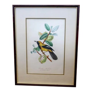 ​Carouge Jacamacii on a Guava Branch Lithograph Print For Sale