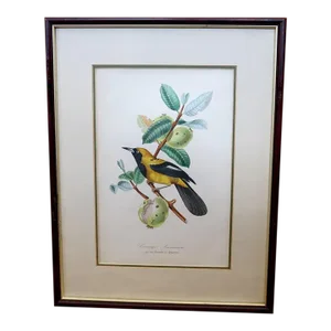 ​Carouge Jacamacii on a Guava Branch Lithograph Print