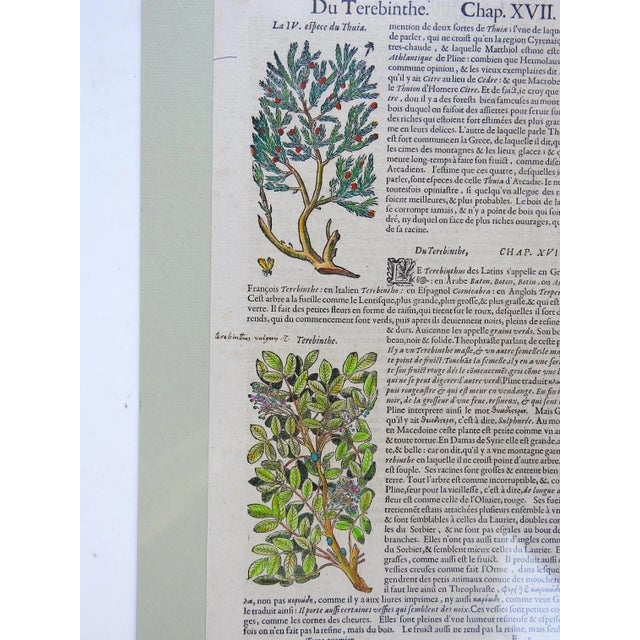 1653 Gerard Herbal Hand Colored Botanical Woodcuts Oak Acorns - a Pair For Sale - Image 4 of 6