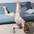 This oil on canvas artwork presents a figure in a dynamic, inverted pose atop a modern blue sofa, creating a striking...