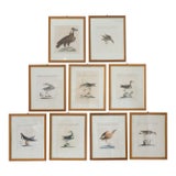 18th Century Framed Hand Colored Bird Engravings From Italy Reproduction - Set of 9 For Sale