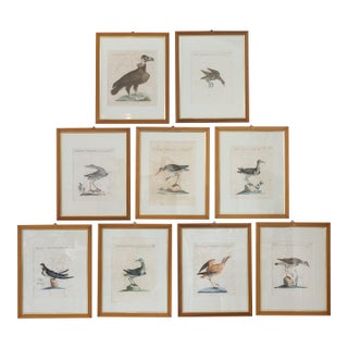 18th Century Hand Colored Bird Engravings From Italy - Set of 9 For Sale